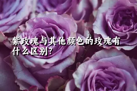 紫玫瑰与其他颜色的玫瑰有什么区别？