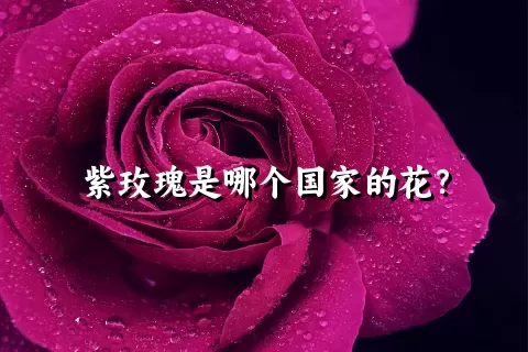 紫玫瑰是哪个国家的花？