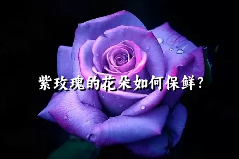 紫玫瑰的花朵如何保鲜？