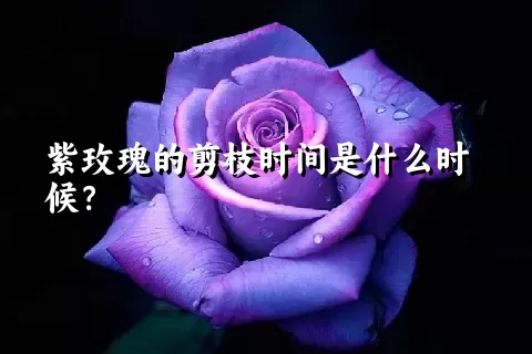 紫玫瑰的剪枝时间是什么时候？