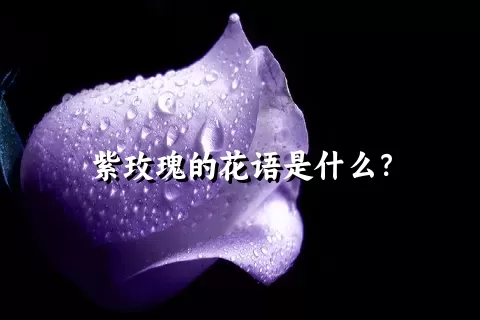 紫玫瑰的花语是什么？