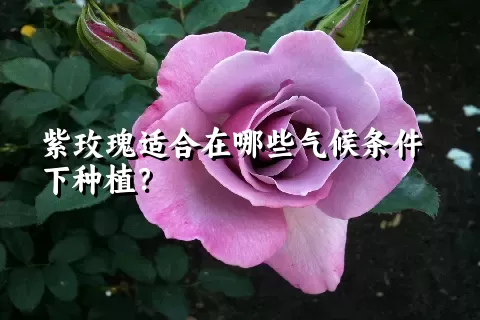 紫玫瑰适合在哪些气候条件下种植？