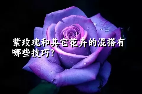 紫玫瑰和其它花卉的混搭有哪些技巧？