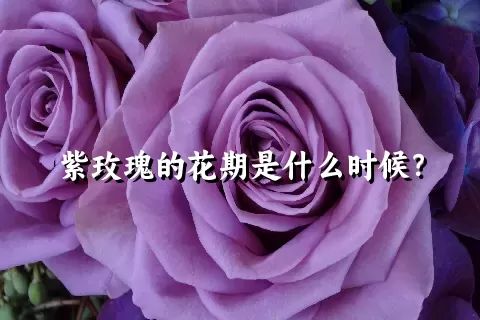 紫玫瑰的花期是什么时候？