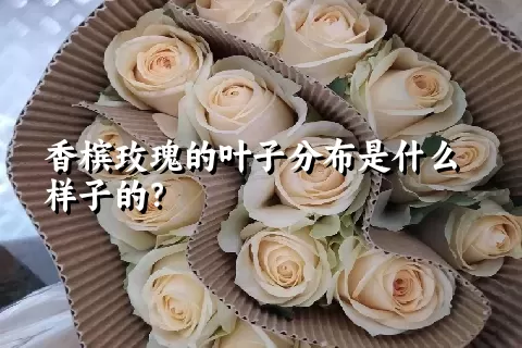 香槟玫瑰的叶子分布是什么样子的？