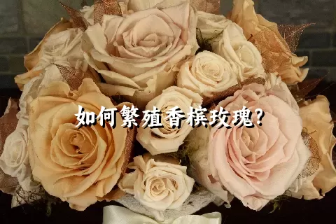 如何繁殖香槟玫瑰？