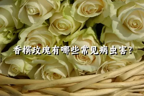 香槟玫瑰有哪些常见病虫害？