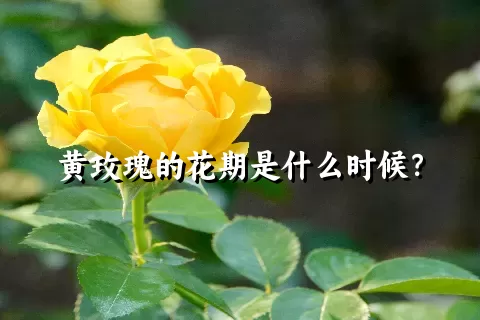 黄玫瑰的花期是什么时候？