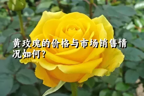 黄玫瑰的价格与市场销售情况如何？