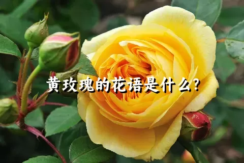 黄玫瑰的花语是什么？