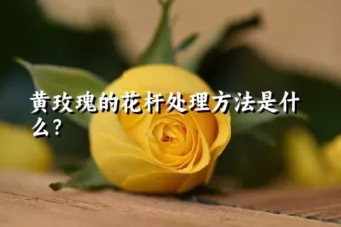 黄玫瑰的花杆处理方法是什么？