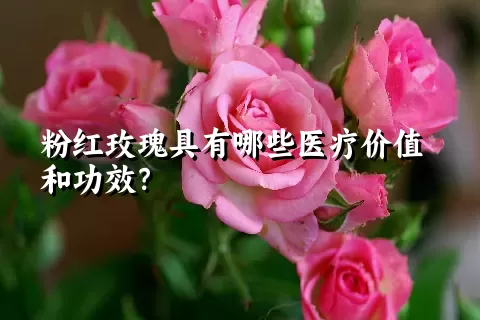 粉红玫瑰具有哪些医疗价值和功效？