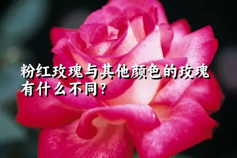 粉红玫瑰与其他颜色的玫瑰有什么不同？