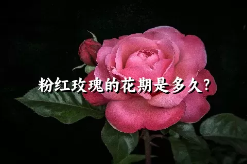 粉红玫瑰的花期是多久？