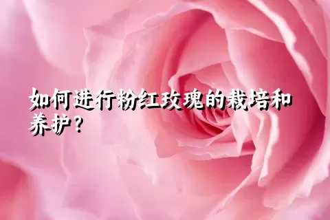 如何进行粉红玫瑰的栽培和养护？