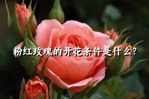 粉红玫瑰的开花条件是什么？