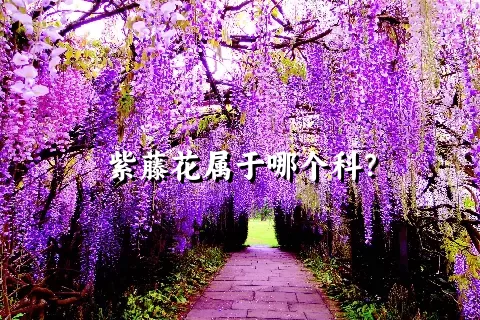 紫藤花属于哪个科？