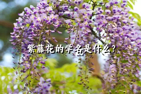 紫藤花的学名是什么？