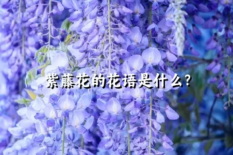 紫藤花的花语是什么？