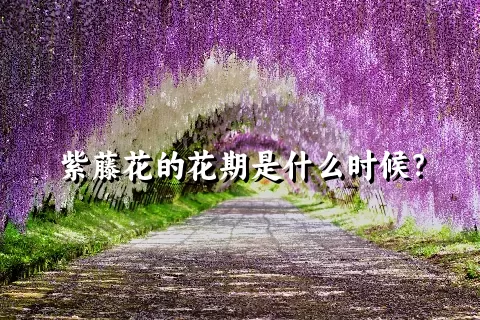 紫藤花的花期是什么时候？