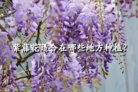 紫藤花适合在哪些地方种植？