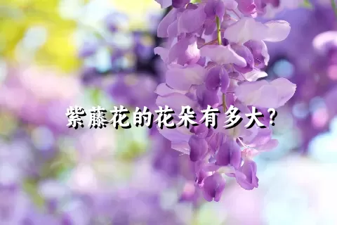 紫藤花的花朵有多大？