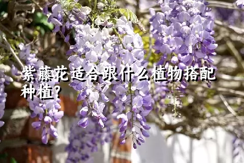 紫藤花适合跟什么植物搭配种植？