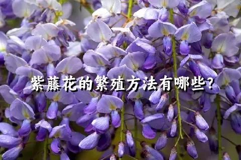 紫藤花的繁殖方法有哪些？