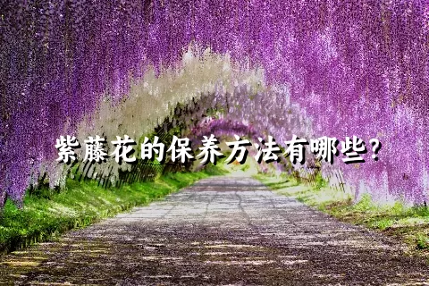 紫藤花的保养方法有哪些？