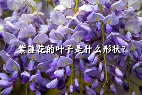 紫藤花的叶子是什么形状？