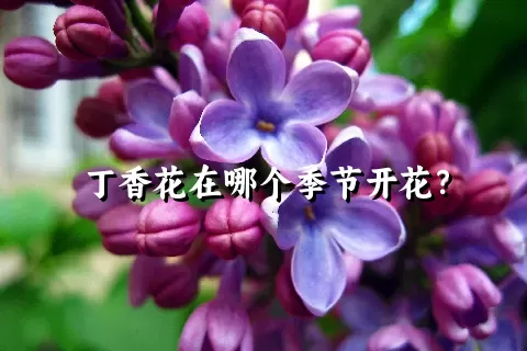 丁香花在哪个季节开花？