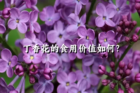 丁香花的食用价值如何？