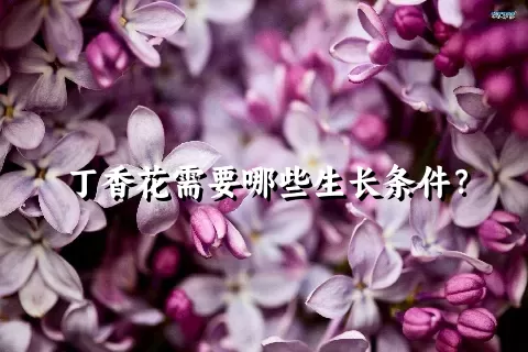 丁香花需要哪些生长条件？