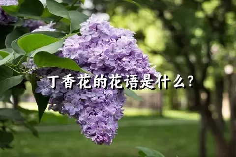 丁香花的花语是什么？