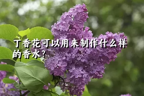 丁香花可以用来制作什么样的香水？