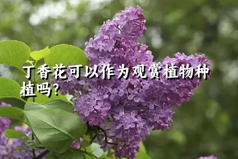 丁香花可以作为观赏植物种植吗？