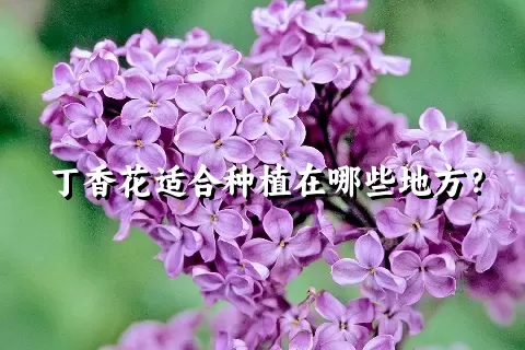 丁香花适合种植在哪些地方？