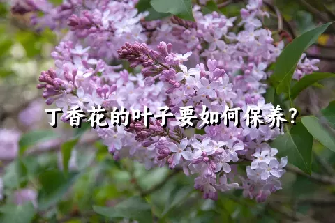 丁香花的叶子要如何保养？