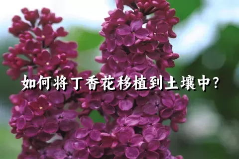 如何将丁香花移植到土壤中？