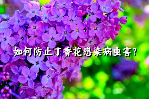 如何防止丁香花感染病虫害？