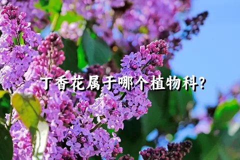 丁香花属于哪个植物科？