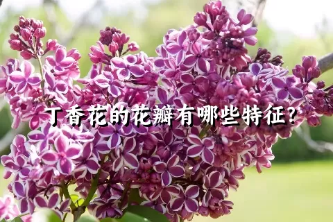 丁香花的花瓣有哪些特征？