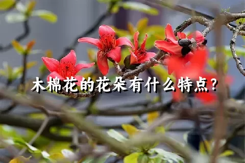 木棉花的花朵有什么特点？