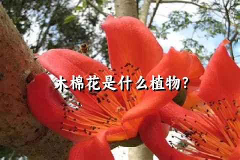 木棉花是什么植物？