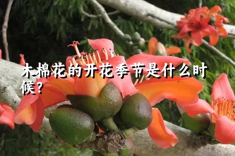 木棉花的开花季节是什么时候？