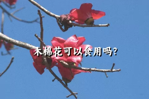 木棉花可以食用吗？