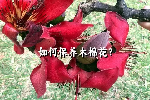 如何保养木棉花？