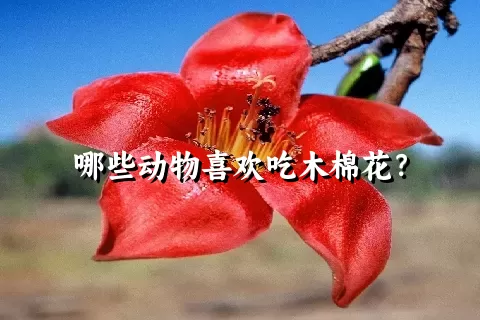 哪些动物喜欢吃木棉花？