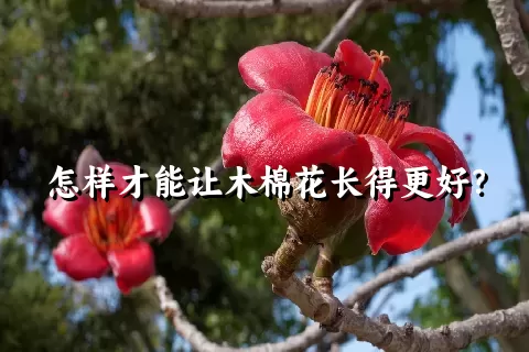 怎样才能让木棉花长得更好？