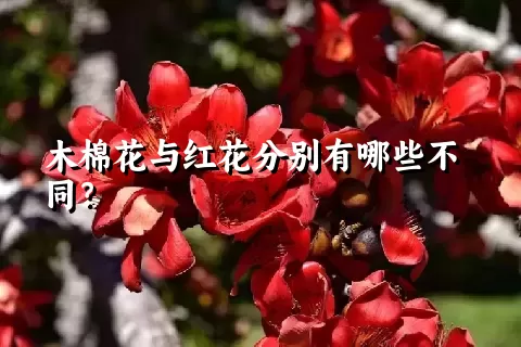 木棉花与红花分别有哪些不同？